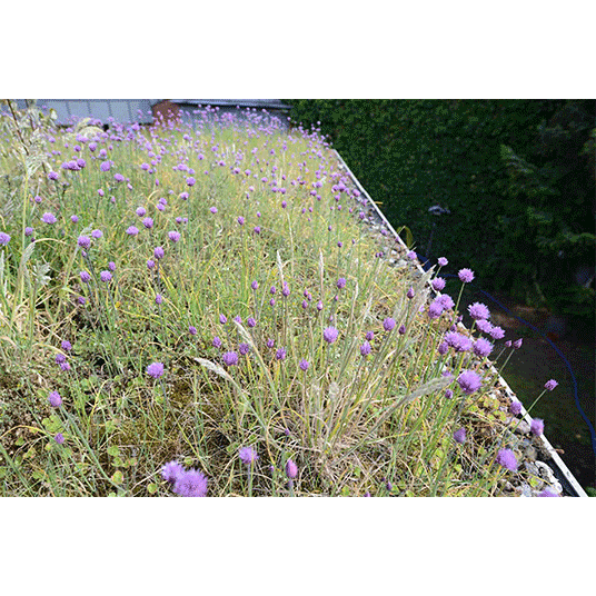 European Parliament calls for green roofs targets to restore urban biodiversity