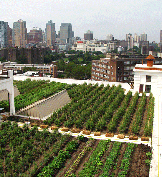 Brooklyn Grange Rooftop Farm