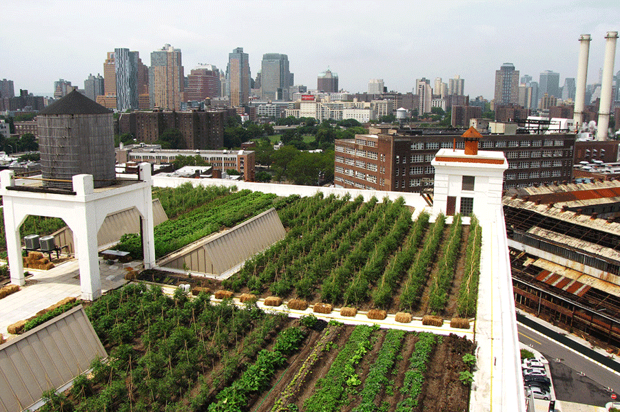 Brooklyn Grange Rooftop Farm